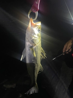 シーバスの釣果