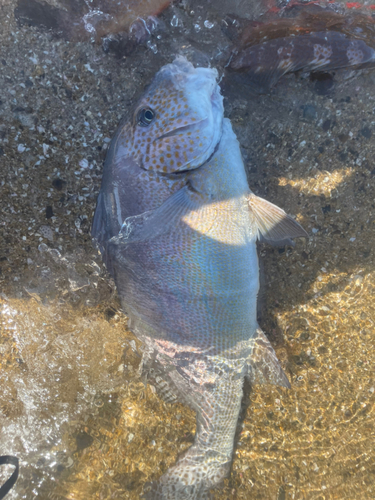 コロダイの釣果