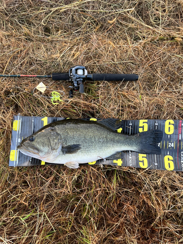 ブラックバスの釣果