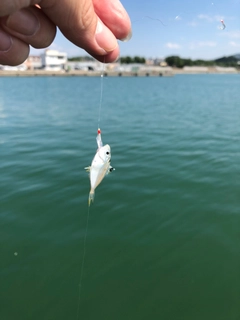 カワハギの釣果