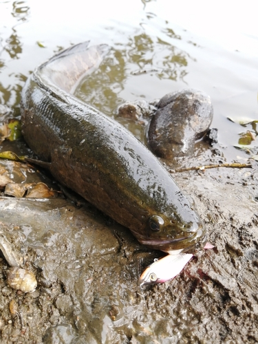 ライギョの釣果