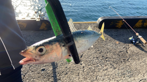 サバの釣果