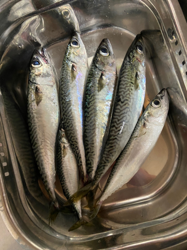 サバの釣果