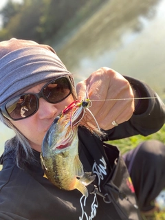 ブラックバスの釣果