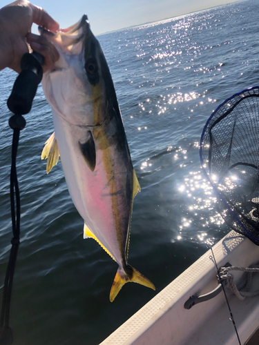 ワラサの釣果