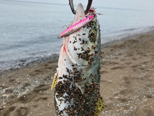 ワカシの釣果