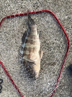 オオモンハタの釣果