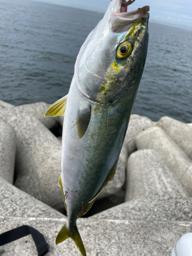 ハマチの釣果