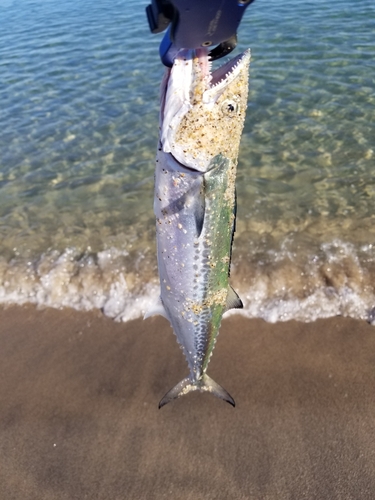 サゴシの釣果