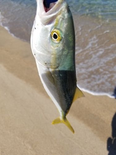 ツバスの釣果