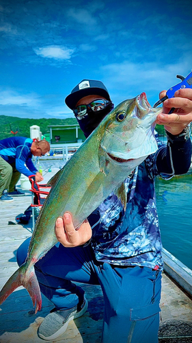 カンパチの釣果