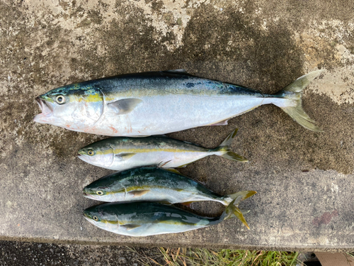 ワラサの釣果