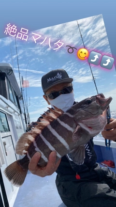 マハタの釣果