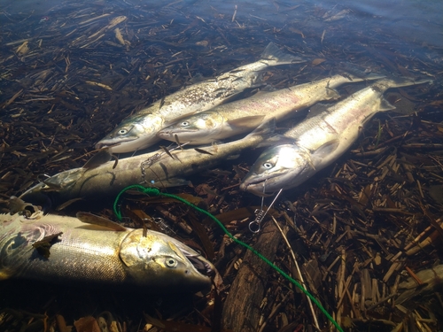 シロザケの釣果