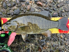 スモールマウスバスの釣果