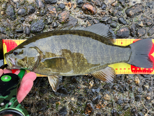 スモールマウスバスの釣果