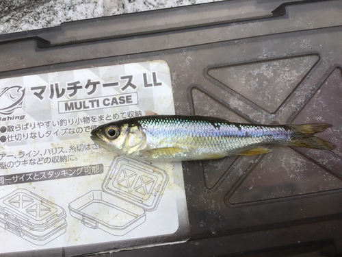 カワムツの釣果