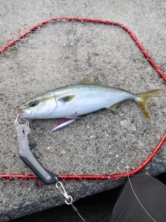 ハマチの釣果