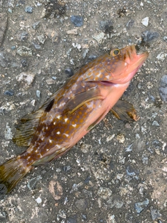 キジハタの釣果