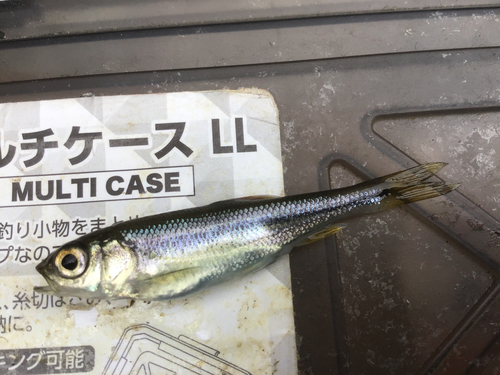 カワムツの釣果