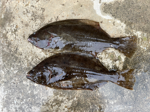 ヒラメの釣果