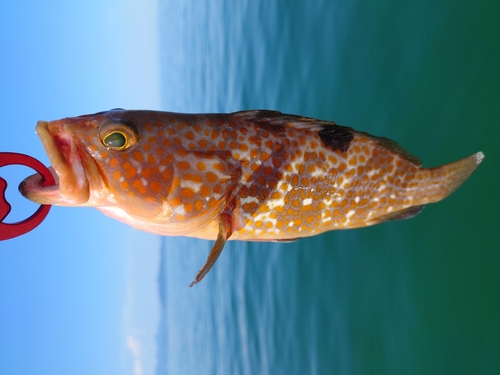 キジハタの釣果