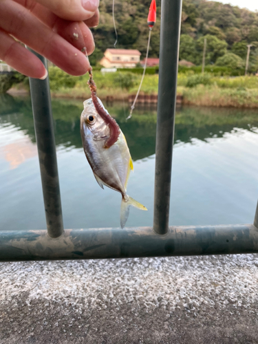 ハゼの釣果