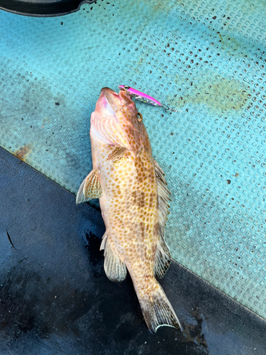 オオモンハタの釣果