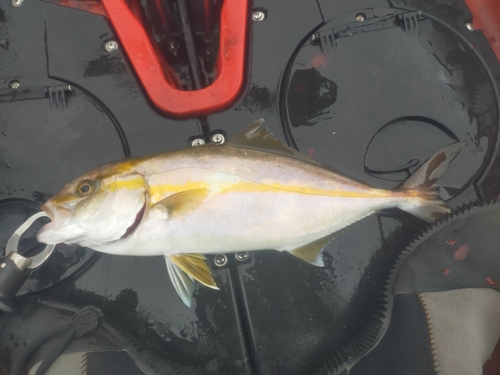 ショゴの釣果