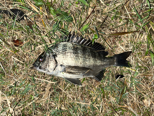 クロダイの釣果