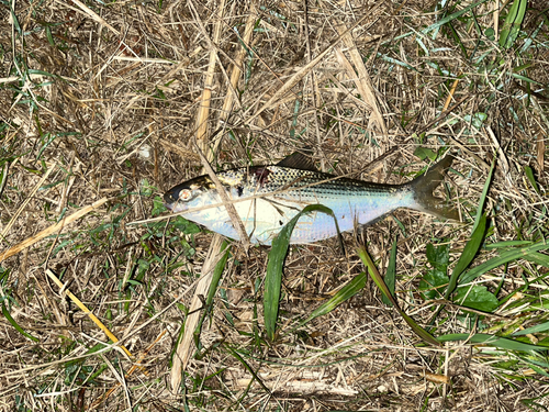 サッパの釣果