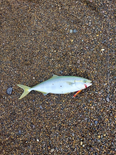 イナダの釣果