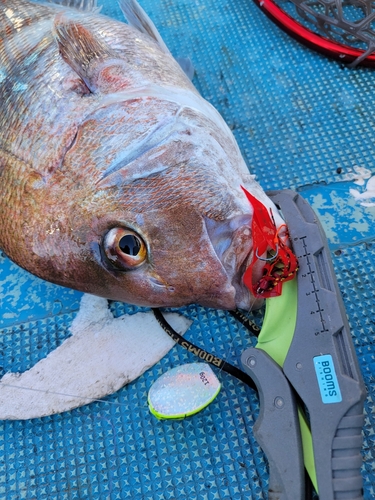 タイの釣果