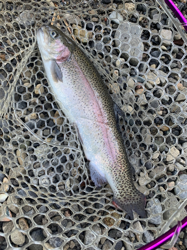 ニジマスの釣果