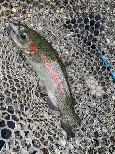 ニジマスの釣果