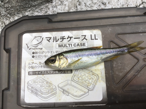 カワムツの釣果