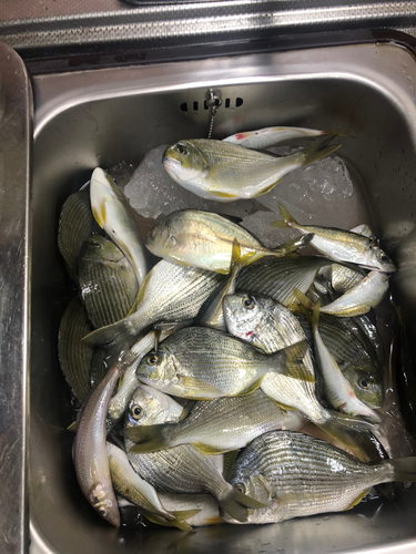 ヘダイの釣果