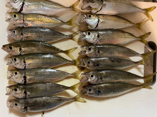 アジの釣果