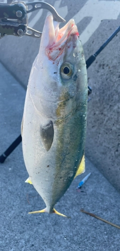 ヤズの釣果