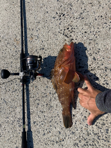 アコウの釣果