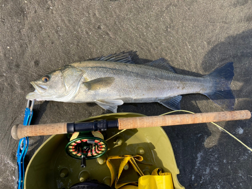 スズキの釣果