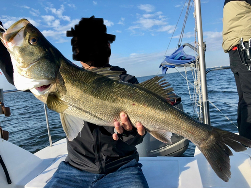 マルスズキの釣果