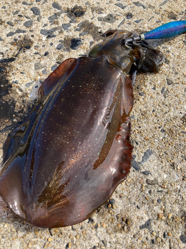 アオリイカの釣果