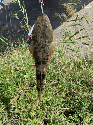 コチの釣果