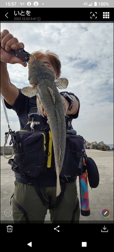 マゴチの釣果