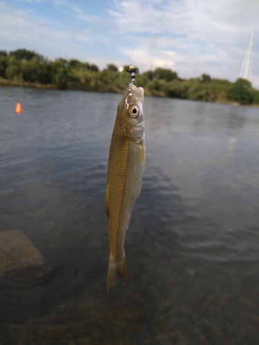 ウグイの釣果