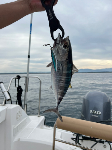 クロマグロの釣果