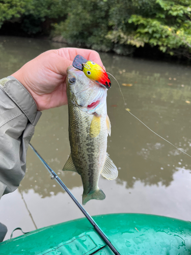 ラージマウスバスの釣果