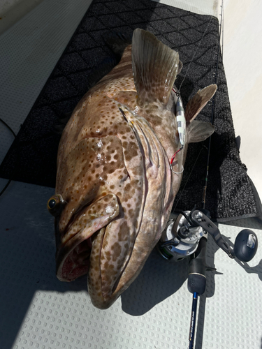 チャイロマルハタの釣果