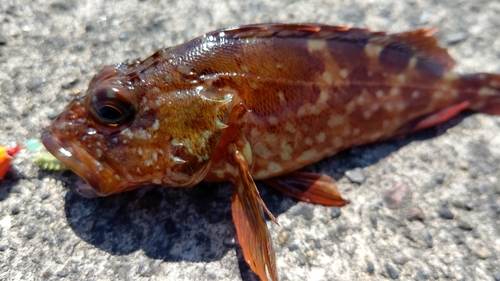 アラカブの釣果